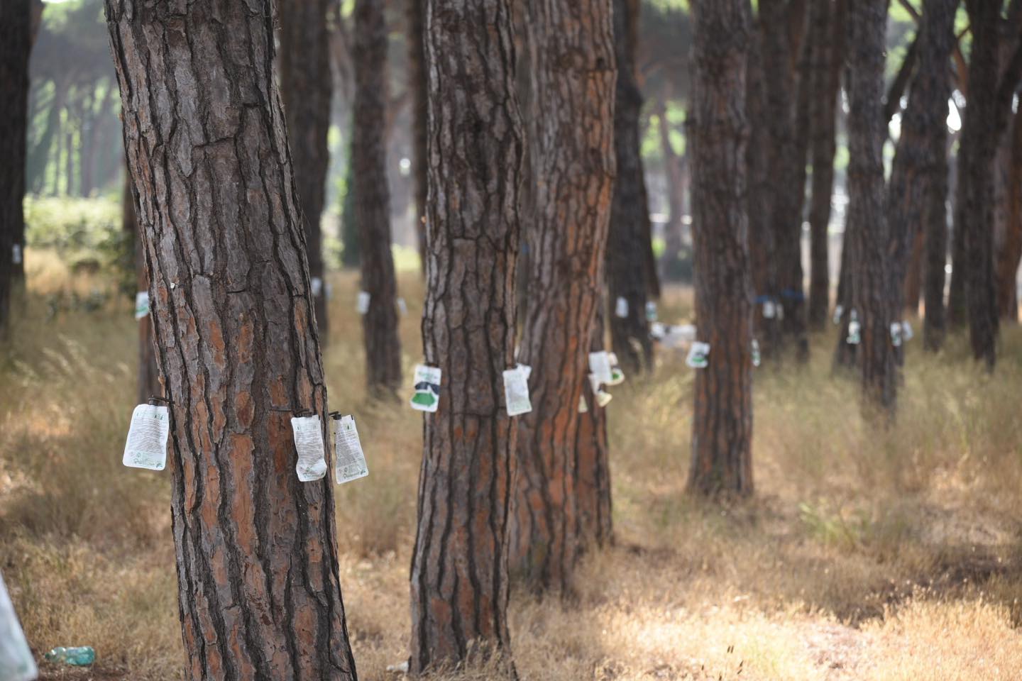 Fragili come i pini: il destino della natura e dell�Uomo